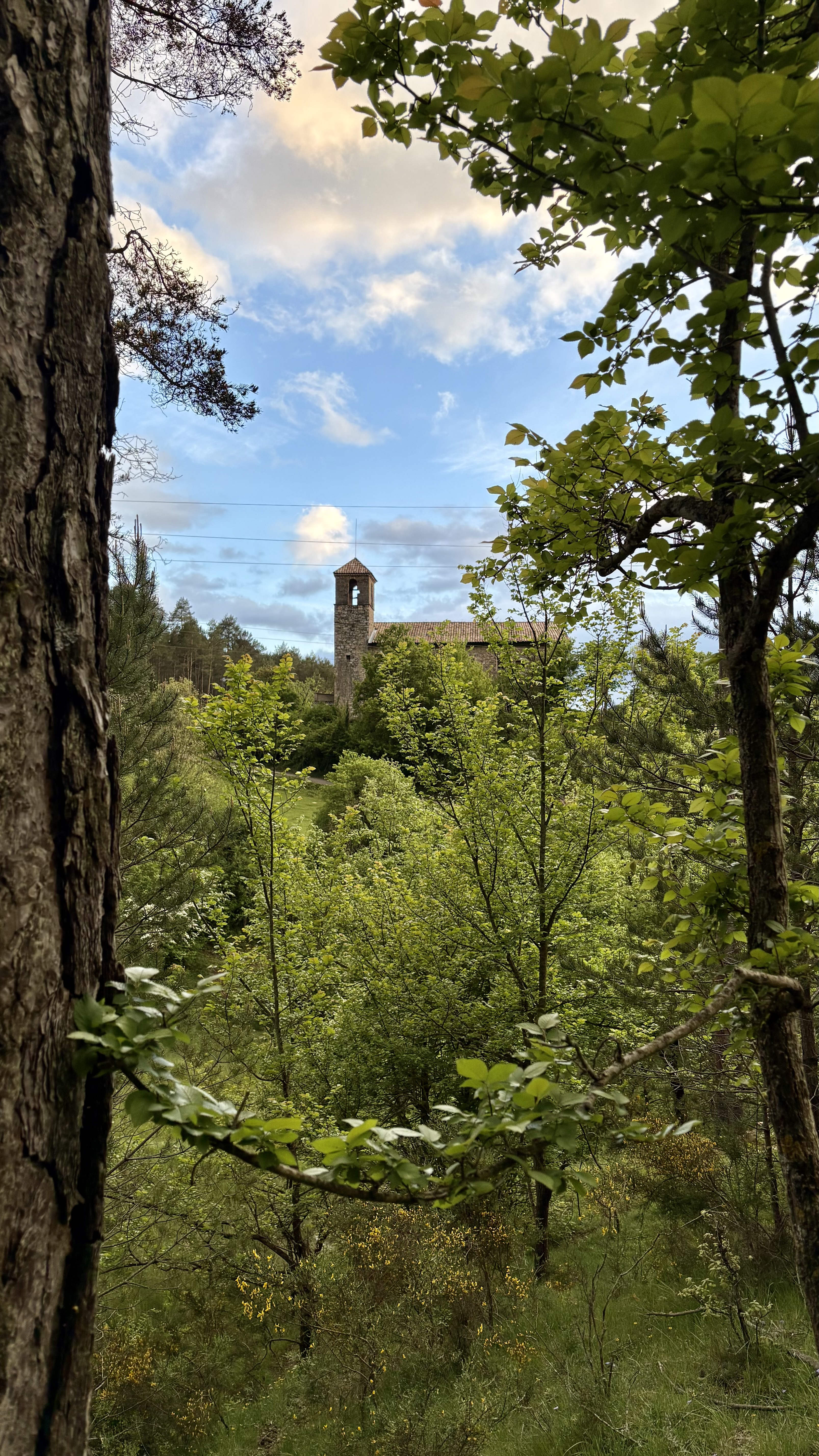 L'entorn de bosc de Cal Niu